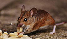 24 Hour & Emergency Exterminators in Hackensack, NJ